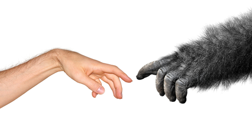 human hand and gorilla hand